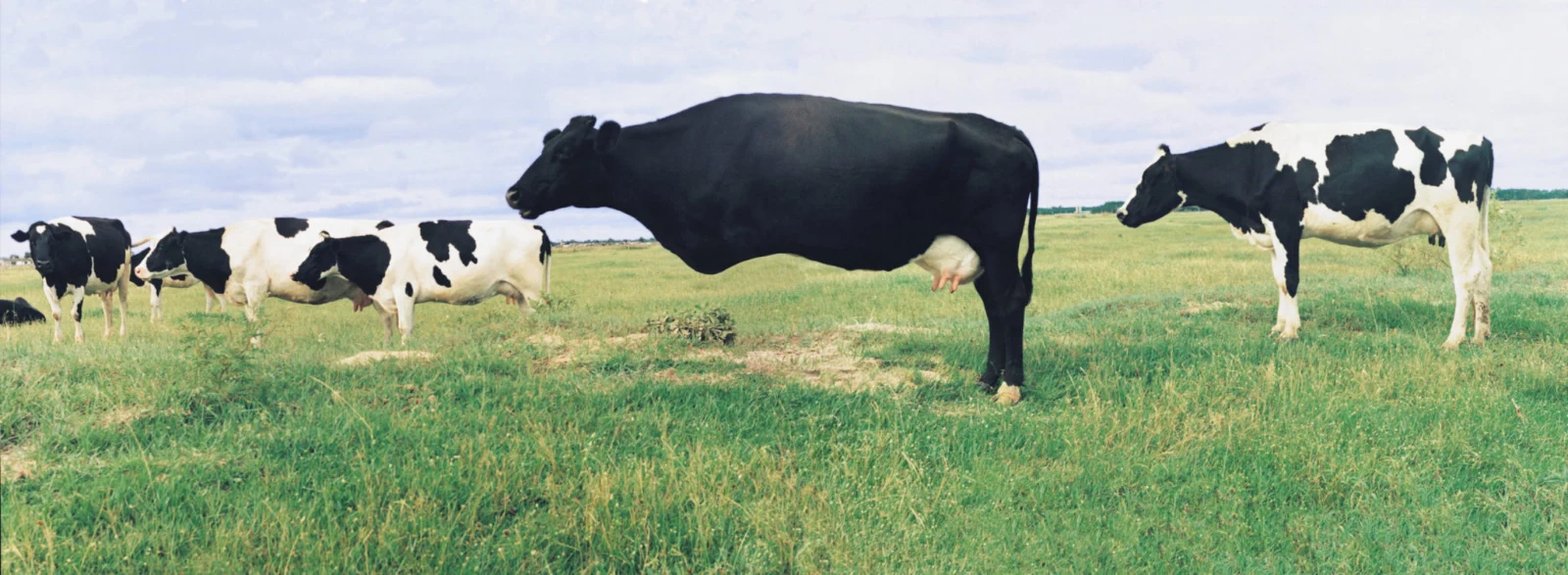 A Vaca Dissimulada, 2001 — Daniel Acosta