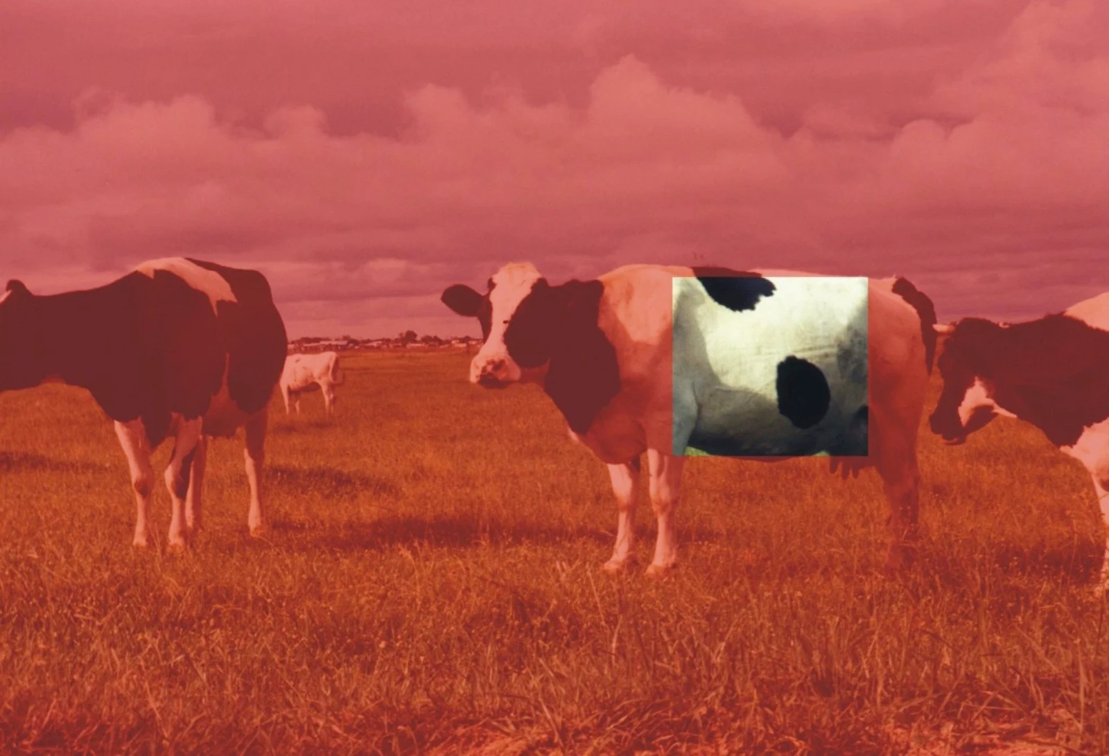 Redcow, 1998 — Daniel Acosta